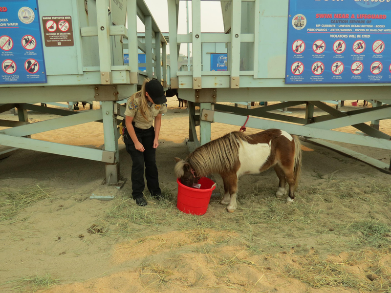 A miniature horse on a beach near Malibu.